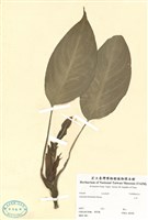 藏品(山芋)的圖片